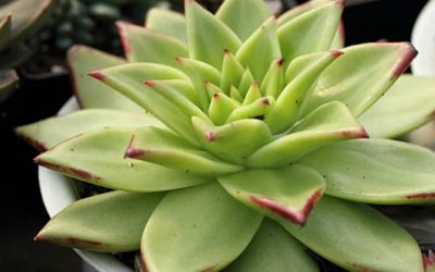 Ada 5 Tanaman Hias yang Tak Perlu Disiram Tiap Hari